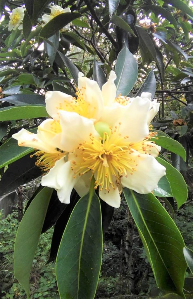 梅雨の訪れを告げる清楚な白い花 沖縄熱帯植物管理株式会社