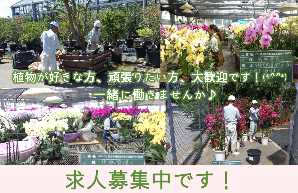 植栽管理の求人募集中です 沖縄熱帯植物管理株式会社