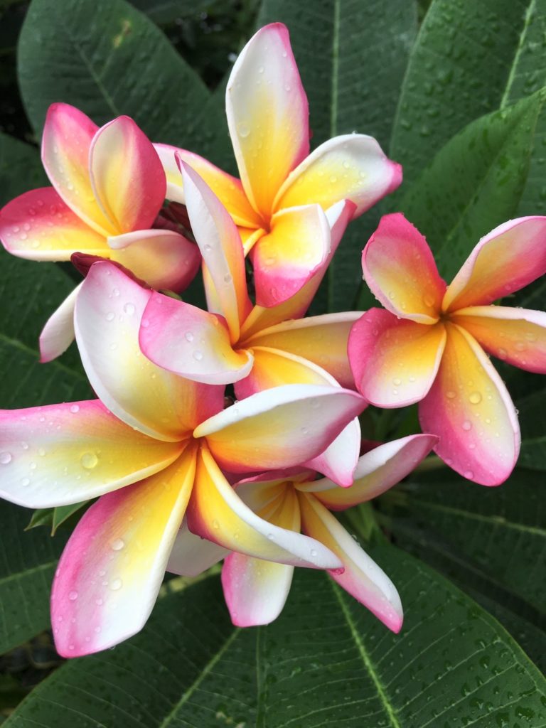 色 香り様々 ロマンチックなプルメリア 沖縄熱帯植物管理株式会社