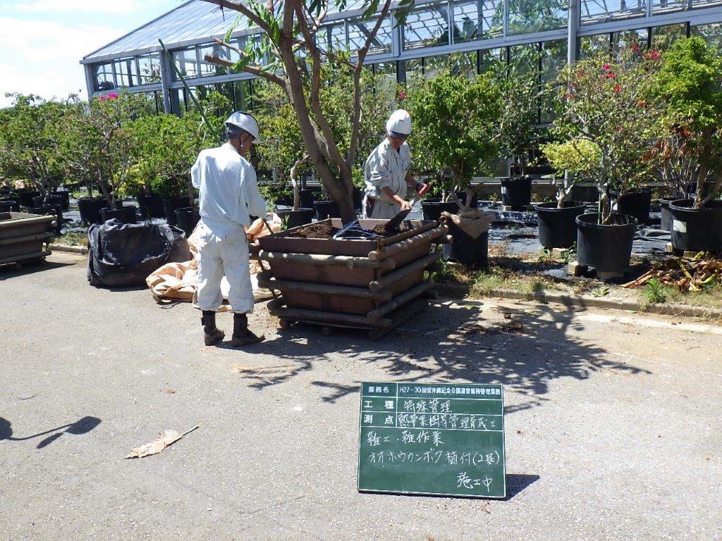 植栽管理の求人募集中です 沖縄熱帯植物管理株式会社