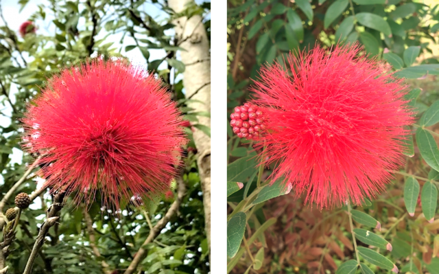 木に浮かぶ赤いふわふわボール 沖縄熱帯植物管理株式会社