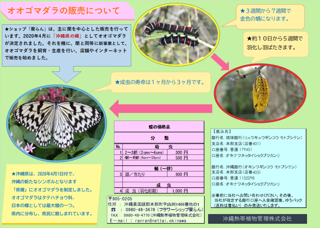 オオゴマダラ 蝶 蛹 幼虫 の販売を始めました 沖縄熱帯植物管理株式会社