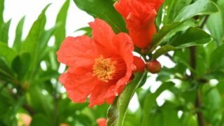 ☆塩原花園☆新品種☆ザクロ 超レア☆4.5号鉢☆4月末〜発送☆購入希望