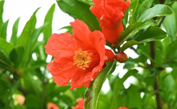 花を鑑賞して実も楽しむザクロ 沖縄熱帯植物管理株式会社