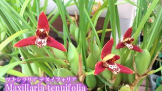 甘ーい香り マキシラリア テヌイフォリア Maxillaria tenuifolia | 沖縄熱帯植物管理株式会社