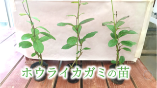 本物の ホウライカガミ 蓬莱鏡 水耕栽培 植物苗 オオゴマダラ餌 植物