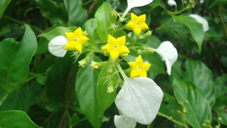 崑崙花～ハンカチの花～ | 沖縄熱帯植物管理株式会社
