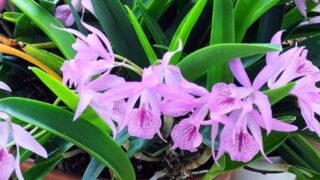 プルメリ開花中 大株 2月19日写真更新