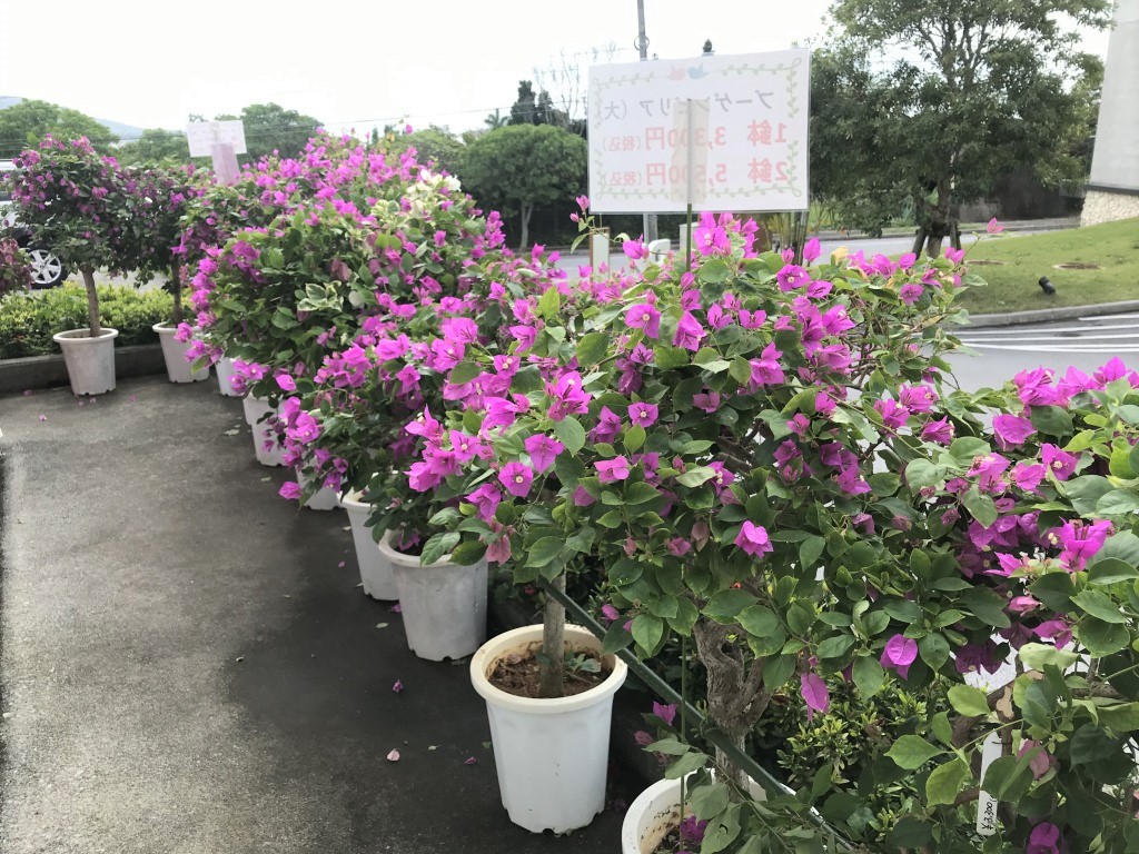 ブーゲンビレアが満開です フラワーショップ蘭らんでも販売中 沖縄熱帯植物管理株式会社