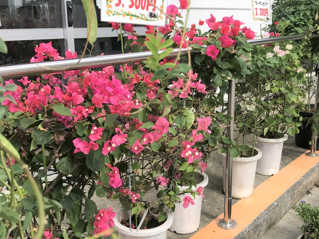 ブーゲンビレアが満開です フラワーショップ蘭らんでも販売中 沖縄熱帯植物管理株式会社