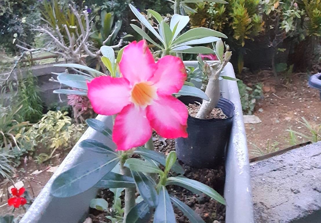 熱帯植物　✨激レア✨バリントニア　パプアナ　\