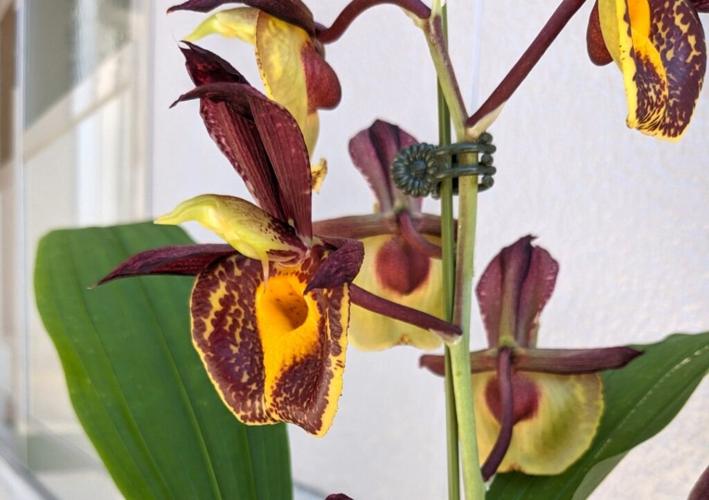 Ctsm. Gerhard Leiste 'Jumbo Orchids' (pileatum x Jumbo Pearl) /