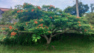 【大量79本】沖縄のホウオウボクの鞘です。 大量79本】沖縄のホウオウボクの鞘です。