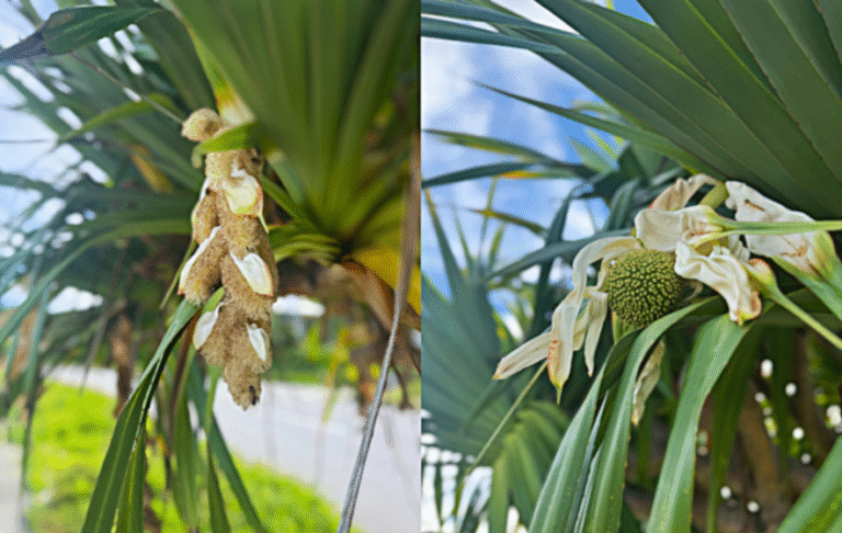 アダンの花 | 沖縄熱帯植物管理株式会社