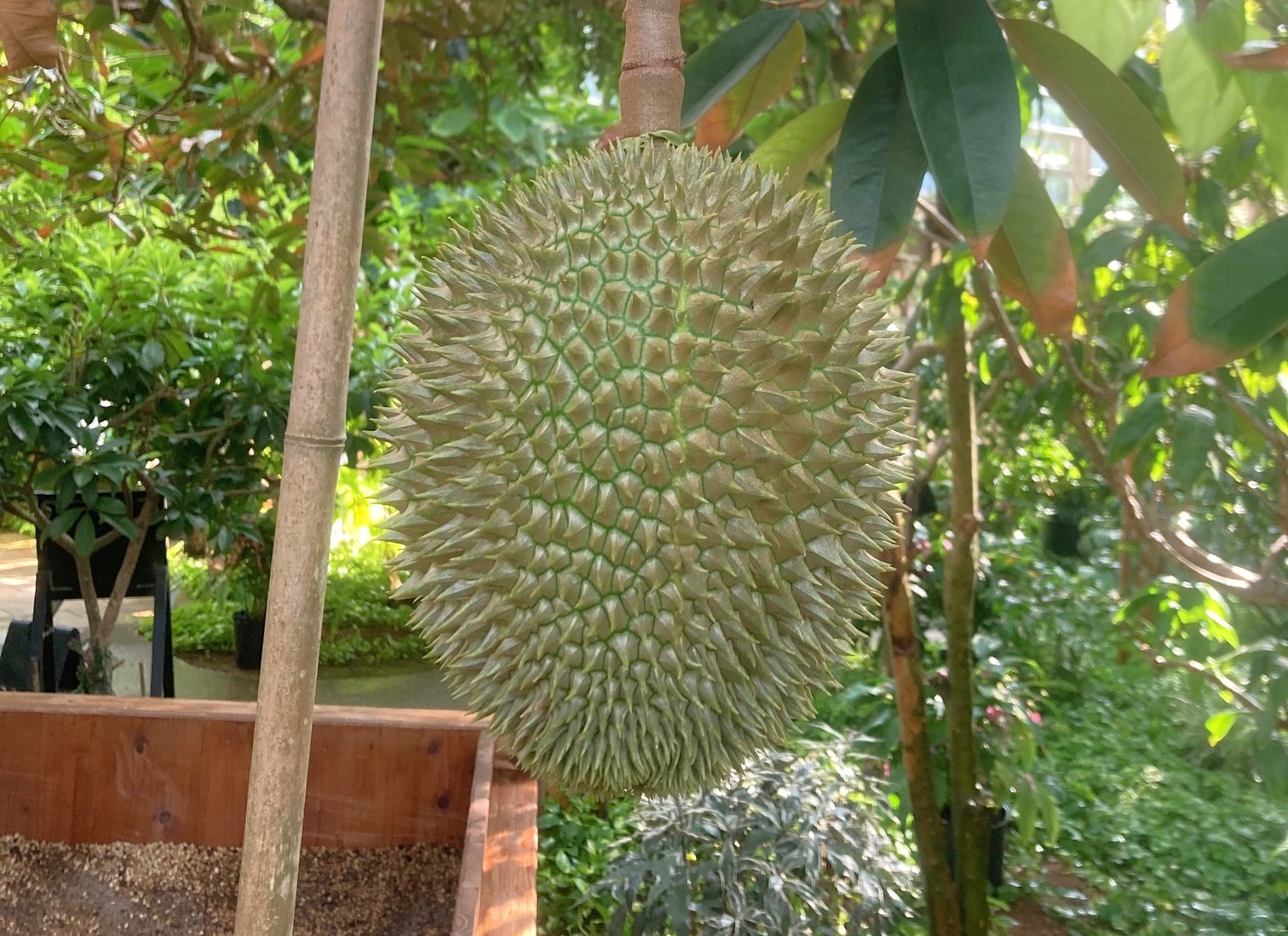果実の王様ドリアン | 沖縄熱帯植物管理株式会社