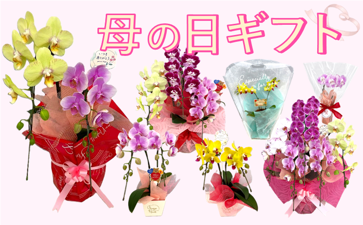 母の日ギフト販売中 ～いろとりどりのミニ胡蝶蘭を贈り物に～ | 沖縄