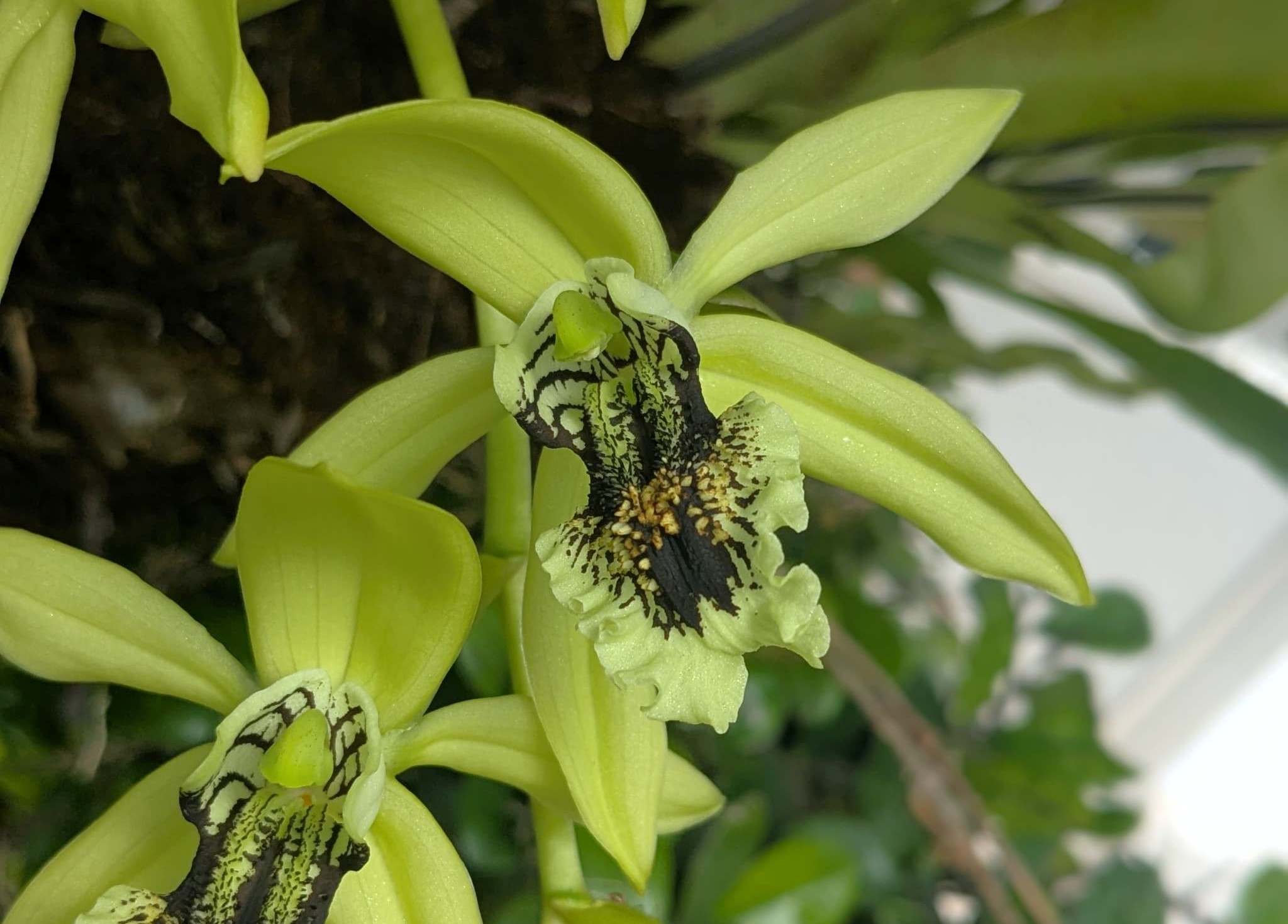 セロジネ パンドゥラタ Coelogyne pandurate | 沖縄熱帯植物管理株式会社