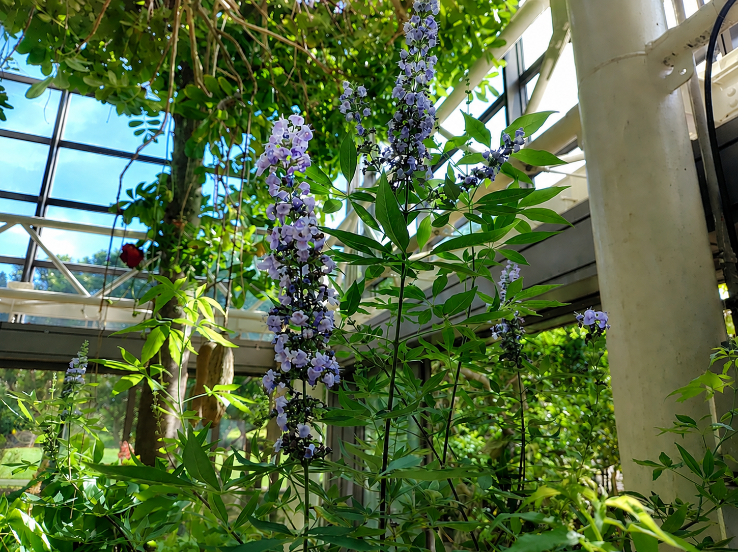 セイヨウニンジンボク | 沖縄熱帯植物管理株式会社