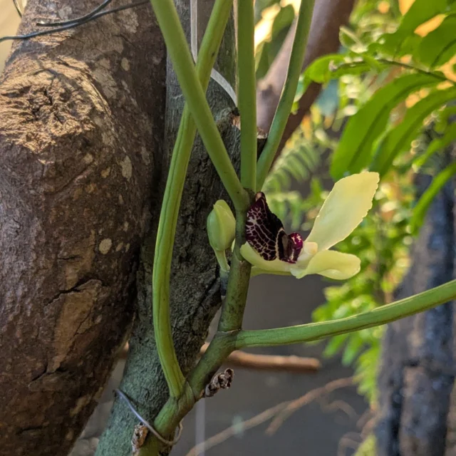 🌿沖縄の野生蘭🌿

#オリエンタルホテル沖縄リゾートアンドスパ 　様　1F「やんばるアトリウム」で展示」しております😊

#ボウラン
#luisiateres
#ツルラン
#calanthetriplicata 
#カシノキラン
#樫の木蘭
#gastrochilusjaponicus 
#フウラン
#風蘭
#vandafalcata 

お近くにお越しの際は、是非お立ちよりください😊
お待ちしております。