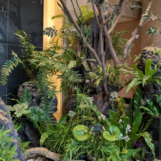🌿　#やんばるアトリウム　🌿

#オリエンタルホテル沖縄リゾートアンドスパ 　様1階ロビーで展示しております。

涼やかなお花を見ていただき、💦暑い夏を少しでも涼しい気持ちになっていただけたら嬉しく思います。
是非、お越しくださいませ。

お待ちしております😊

#琉球石斛 
#リュウキュウセッコク
#eriaovata
#駿河蘭
#スルガラン
#cymbidumensifolium
#成谷蘭
#ナリヤラン
#arundinagramininfolia
#鶴蘭
#ツルラン
#clanthetriplicate

#沖縄
#okinawa
#リゾートホテル
#沖縄野生蘭
#野生蘭