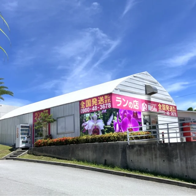 フラワーショップ蘭らんの店舗の看板をこのたびリニューアルしました✨

ランの花がパッと咲いたような目を引く、華やかな仕上がりです🩷🌼
お近くを通った際は、ぜひご覧くださいね(˶ᵔ ᵕ ᵔ˶)

明るくなった店舗で、皆さまのお越しをお待ちしております♪
