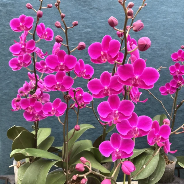 ぱっぱっ…とほころび咲く、愛らしい満天紅です🥰

これから次々、咲いていく華やかなランをお家で楽しんでみませんか✨

セール期間にぜひ💓💓

今年の旧盆は9/4(ウンケー)～9/6(ウークイ)ですね。大切なご先祖様を思いながら心穏やかに過ごしたいですね😌

#花のある暮らし
#花のある生活
#フラワーショップ蘭らん
#本部町　#沖縄
#花屋　#蘭　#花