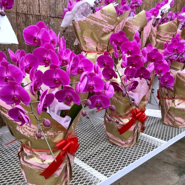 人気のコチョウラン切り花特価セール中！ | 沖縄熱帯植物管理
