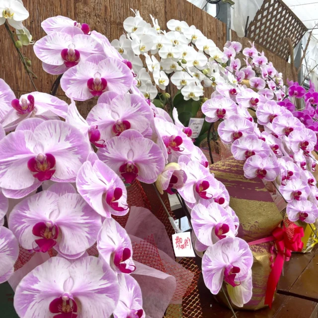 サンタバーバラ ジンファンデルエッセンス Santa Barbara Winery Zinfandel | Vinica 無料のワインアプリ