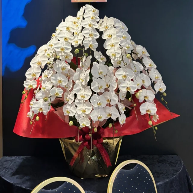 リ*ル様 コウトヒスイラン。 GKZ植物事典・コウトウヒスイラン（紅頭翡翠蘭）