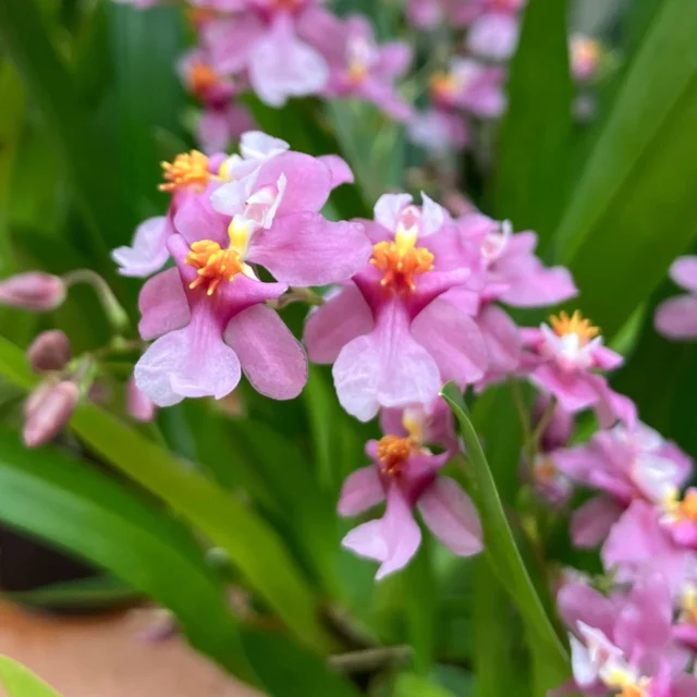 リ*ル様 コウトヒスイラン。 リ*ル様 コウトヒスイラン。 コウトウヒスイラン Vanda lamellata