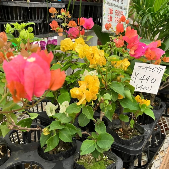 ヤンミンオレンジとヤンミンゴールドあります！ | 沖縄熱帯植物管理