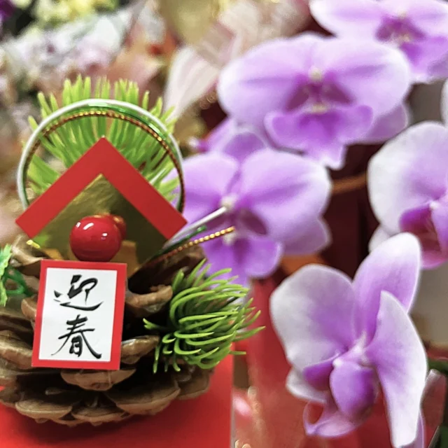 ホウオウボク・豆・(種40個)オーナメント飾り・花材・種子・飛行機便扱い ホウオウボク・豆・(種40個)オーナメント飾り・花材・種子・飛行機便