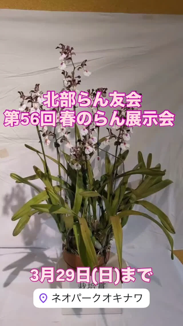 フラワーショップ「蘭らん」 | 沖縄熱帯植物管理株式会社