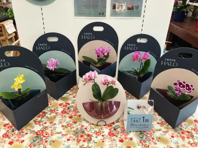 フラワーショップ「蘭らん」 | 沖縄熱帯植物管理株式会社