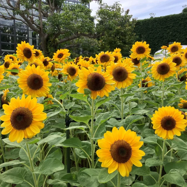 ヤンミンオレンジとヤンミンゴールドあります！ | 沖縄熱帯植物管理
