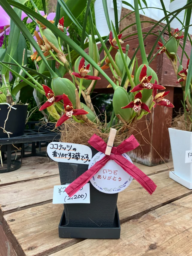 ネオベンサミア グラキリス Neobenthamia gracilis | 沖縄熱帯植物管理