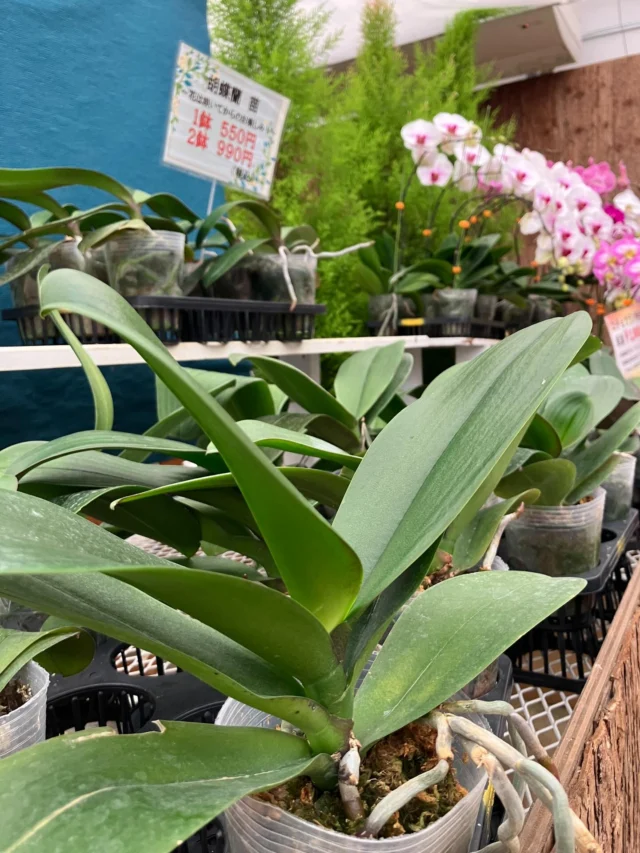イリオモテラン今年も開花しました | 沖縄熱帯植物管理株式会社