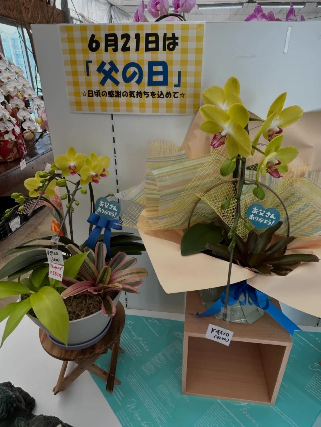 ネオベンサミア グラキリス Neobenthamia gracilis | 沖縄熱帯植物管理