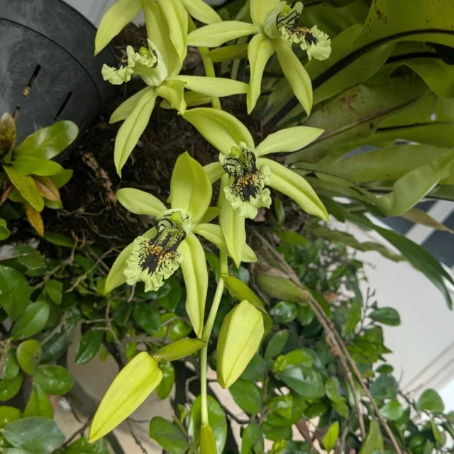 ネオベンサミア グラキリス Neobenthamia gracilis | 沖縄熱帯植物管理