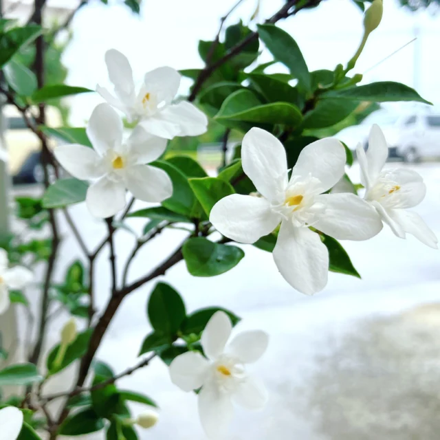 ネオベンサミア グラキリス Neobenthamia gracilis | 沖縄熱帯植物管理