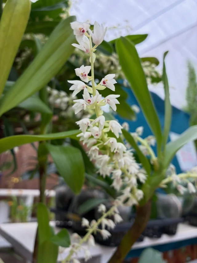 ヤンミンオレンジとヤンミンゴールドあります！ | 沖縄熱帯植物管理