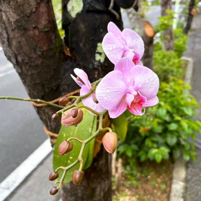 ヤンミンオレンジとヤンミンゴールドあります！ | 沖縄熱帯植物管理