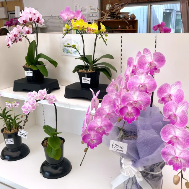 バンダコスティリス ルースネアリー♪涼しげです。 | 沖縄熱帯植物管理