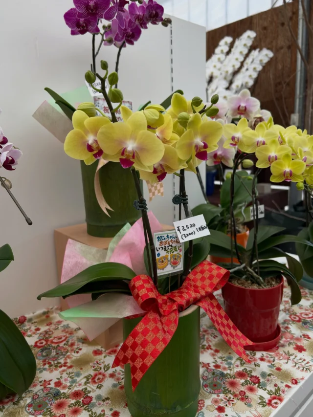 沖縄熱帯植物管理株式会社｜蘭専門店「フラワーショップ 蘭らん」