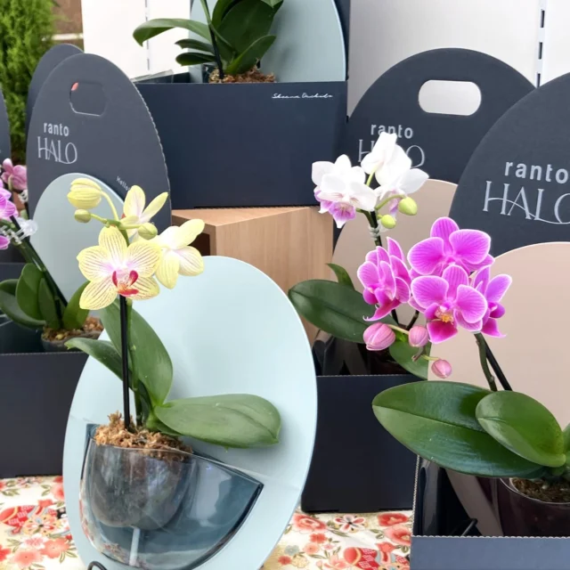 花を鑑賞して実も楽しむザクロ | 沖縄熱帯植物管理株式会社