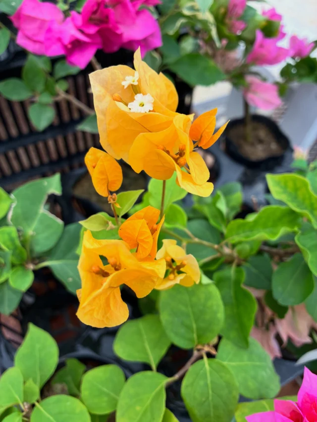 バンダコスティリス ルースネアリー♪涼しげです。 | 沖縄熱帯植物管理