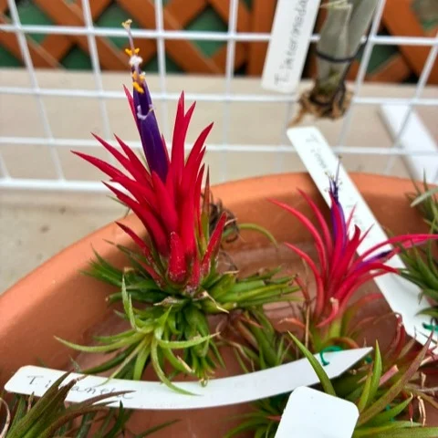 バンダコスティリス ルースネアリー♪涼しげです。 | 沖縄熱帯植物管理
