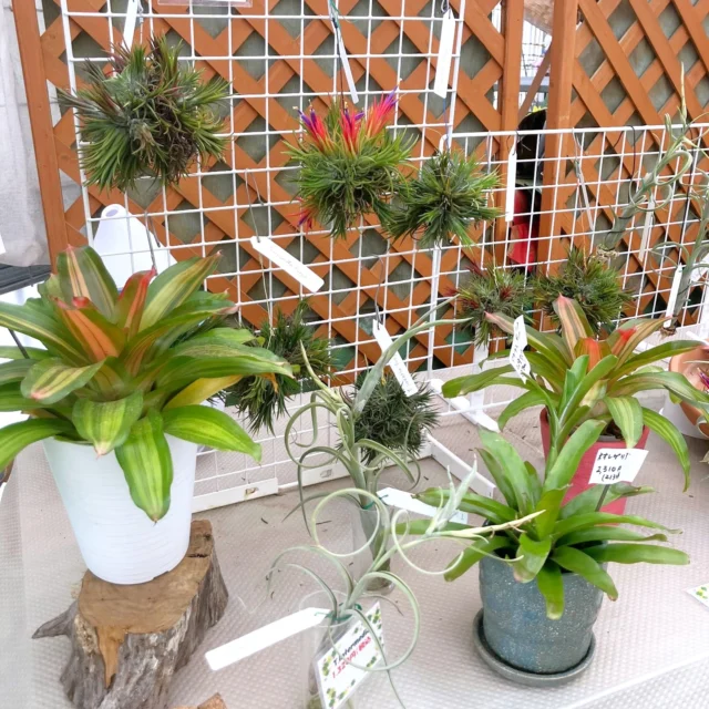 バンダコスティリス ルースネアリー♪涼しげです。 | 沖縄熱帯植物管理