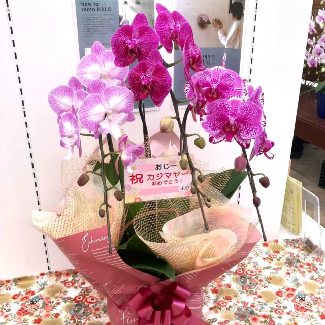 バンダコスティリス ルースネアリー♪涼しげです。 | 沖縄熱帯植物管理